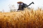 کاشت گندم در استان فارس به پایان رسید