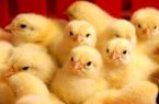 تولید و اصلاح نژاد بیش از ۱۶ میلیون قطعه مرغ بومی در استان فارس