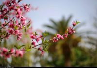 شهر دژ کرد اقلید؛ میزبان جشنواره شکوفه‌های بادام