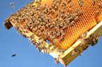 استان فارس سالیانه بیش از ۱۲ هزار تن عسل تولید می کند