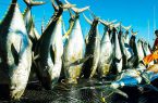 (ویدئو) عملیات صید ماهی تون های غول پیکر