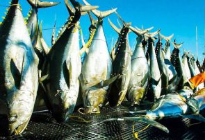 (ویدئو) عملیات صید ماهی تون های غول پیکر